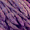 Asparagus Sweet Purple 